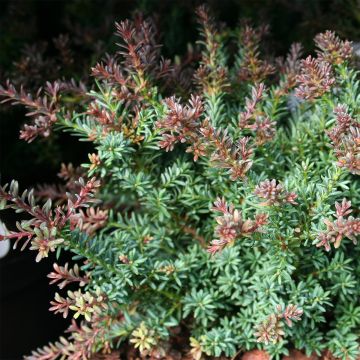 Podocarpus lawrencii Red Tip - Tasmaanse conifeer