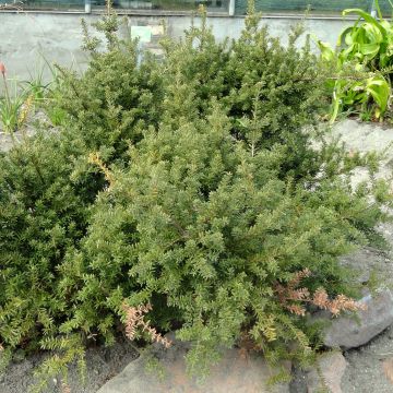 Podocarpus nivalis - Sneeuw tōtara