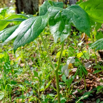 Podophyllum peltatum - Schildvoetblad
