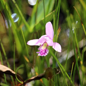 Pogonia ophioglossoides - Moerasorchidee