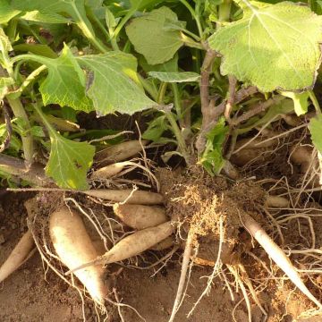 Yacon BIO - Smallanthus sonchifolius