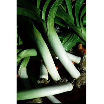 Prei Lange van Mezières