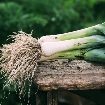 Prei Reuzenmonster van Carentan