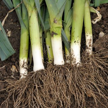 Prei Carentan 2 - Vilmorin