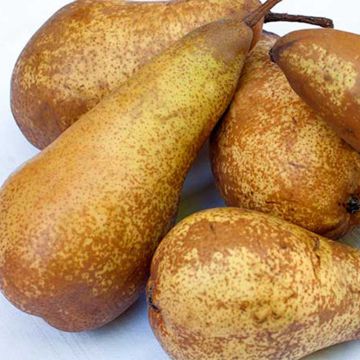 Perenboom Abate Fetel