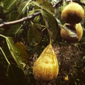 Perenboom André Desportes BIO