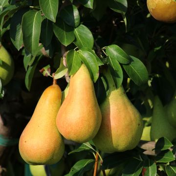 Perenboom Grand Champion BIO