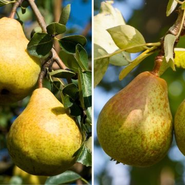Duo-perenboom Williams +  Louise Bonne D'Avranches