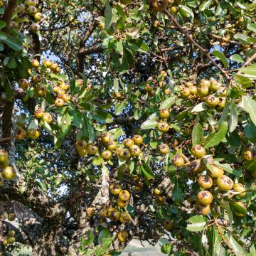 Pyrus communis pyraster - Sierpeer