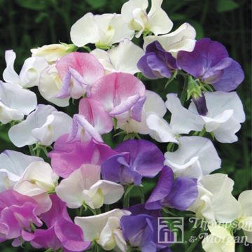 Lathyrus odoratus Scent Infusion (zaad) - Siererwt