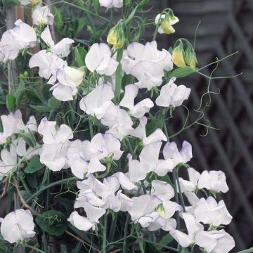 Lathyrus odoratus Albutt Blue (zaad) - Siererwt