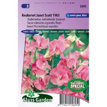 Lathyrus odoratus Janet Scott (zaad) - Siererwt