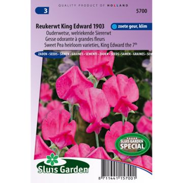 Lathyrus odoratus King Edward VII (zaad) - Siererwt