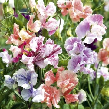 Lathyrus odoratus True Fragrance (zaad) - Siererwt