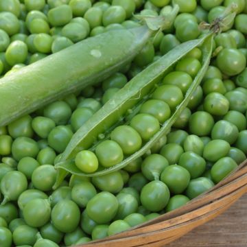 Lage erwt Kelvil - Vilmorin