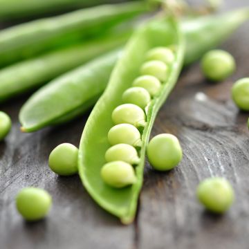 Doperwt Primavil - Vilmorin