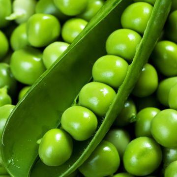 Doperwt Télévision - Vilmorin