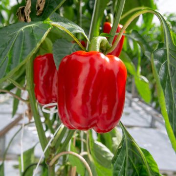 Paprika California Wonder