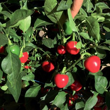 Paprika Dinero F1 (jonge planten)