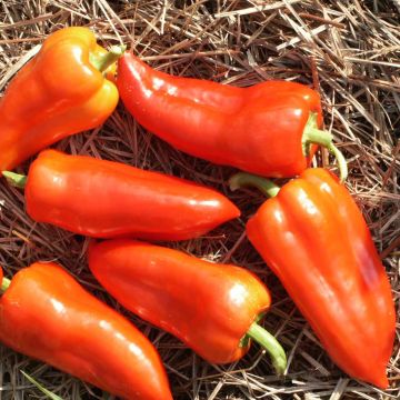 Paprika Ferenc Tender BIO - Ferme de Sainte Marthe