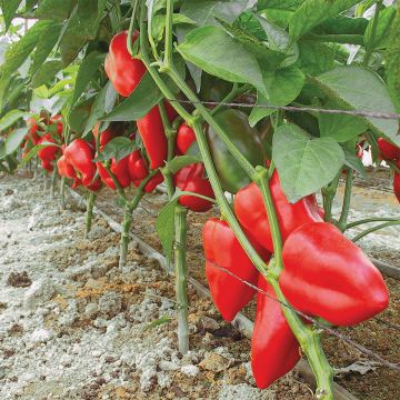 Paprika Piquillo BIO - Ferme de Sainte Marthe