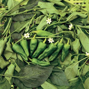 Paprika Poxigo F1 (jonge planten)