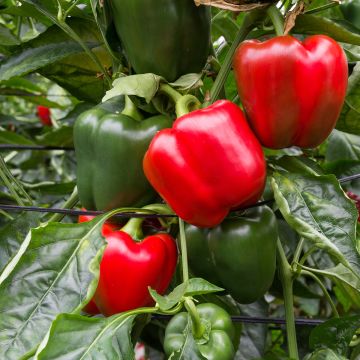 Paprika Quadrato d'Asti Giallo