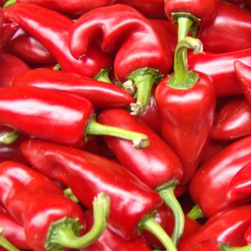 Chilipeper Sucette van de Provence BIO - Ferme de Sainte Marthe