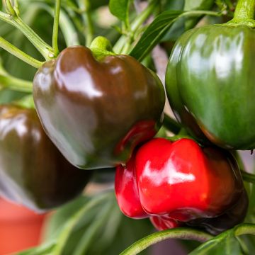 Paprika California Wonder BIO