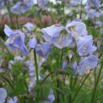 Polemonium Sonias Bluebell - Jakobsladder