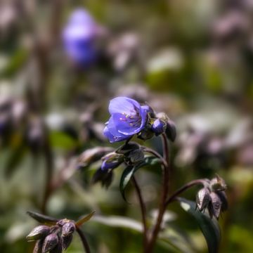 Polemonium Heaven Scent - Griekse valeriaan