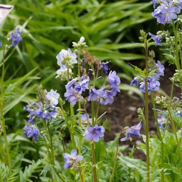 Polemonium reptans Blue Pearl - Griekse valeriaan