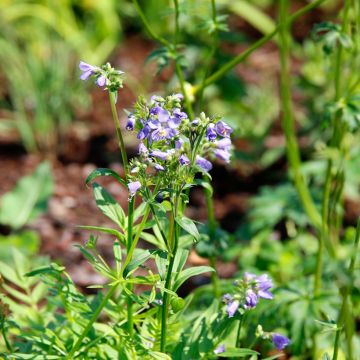 Polemonium yezoense Purple Rain - Jakobsladder
