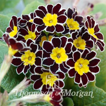 Primula Gold Laced (zaad) - Stengelloze sleutelbloem