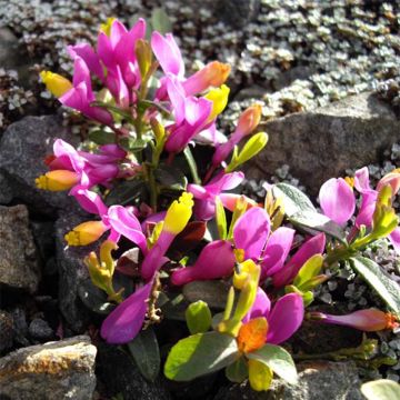 Polygala chamaebuxus Grandiflora - Vleugeltjesbloem
