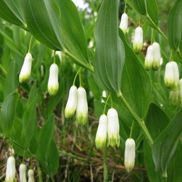 Polygonatum odoratum - Welriekende salomonszegel