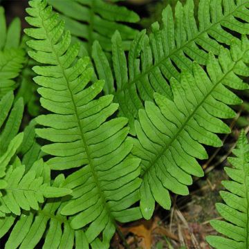 Polypodium vulgare - Gewone eikvaren