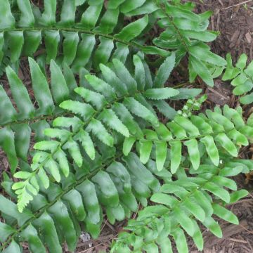 Polystichum acrostichoides - Naaldvaren