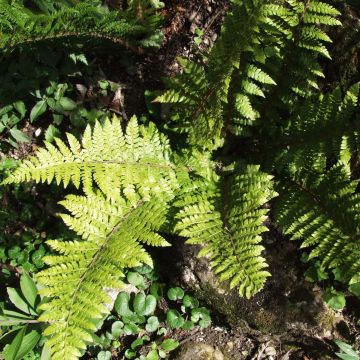 Polystichum braunii - Brauns schildvaren