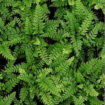 Polystichum makinoi - Schildvaren