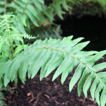 Polystichum munitum - Zwaardvaren