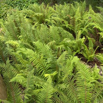 Polystichum setiferum - Zachte naaldvaren