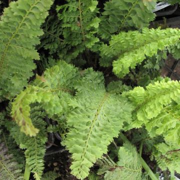 Polystichum setiferum Congestum - Zachte naaldvaren