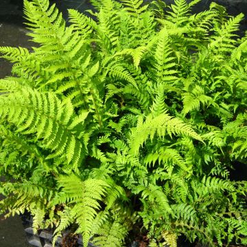 Polystichum setiferum Dahlem - Zachte naaldvaren