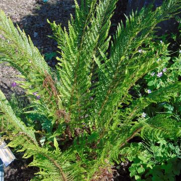 Polystichum setiferum Plumosum Bevis - Zachte naaldvaren