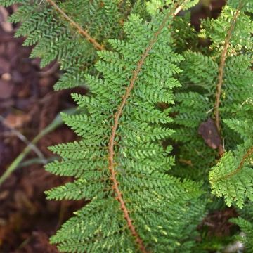 Polystichum setiferum Densum - Zachte naaldvaren