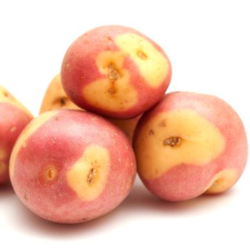Aardappel Miss Blush