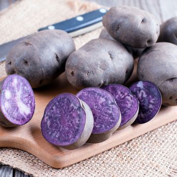 Aardappel Ulysse BIO