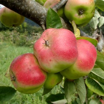 Appelboom Api Etoilé
