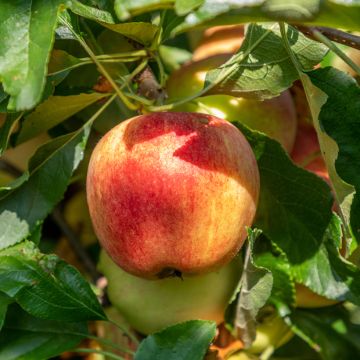 Appelboom Bondon BIO
